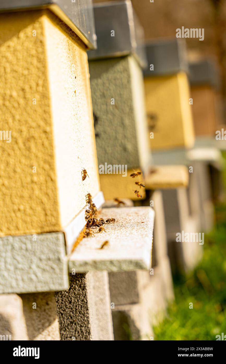Beekeeping bee hive smoker hi-res stock photography and images - Alamy