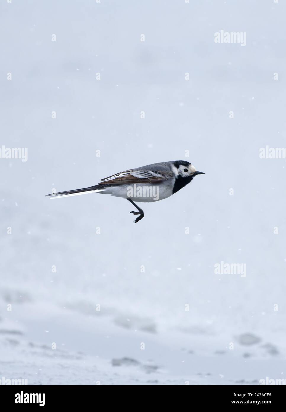 A white wagtail flying above frozen and snowy sea water in Helsinki, Finland after extremely heavy snowfall in late April 2024. Stock Photo