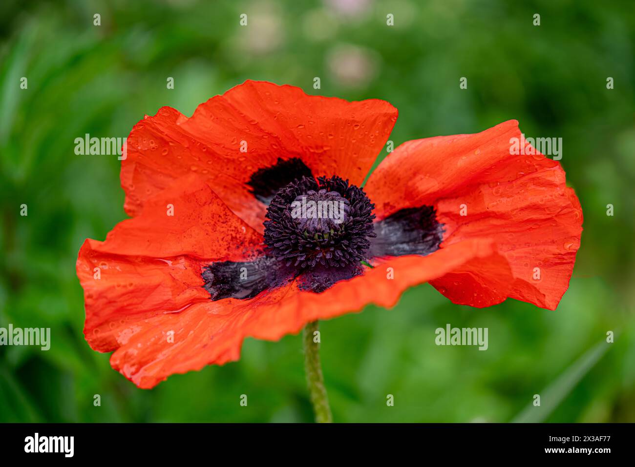 Vivid red Oriental poppy growing in the home garden. Stock Photo