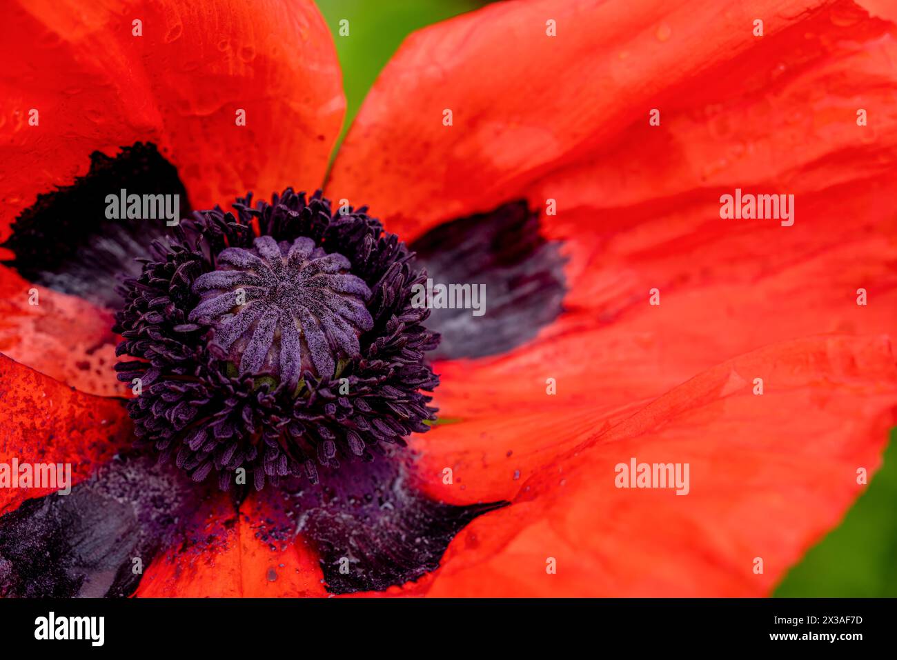 Vivid red Oriental poppy growing in the home garden. Stock Photo