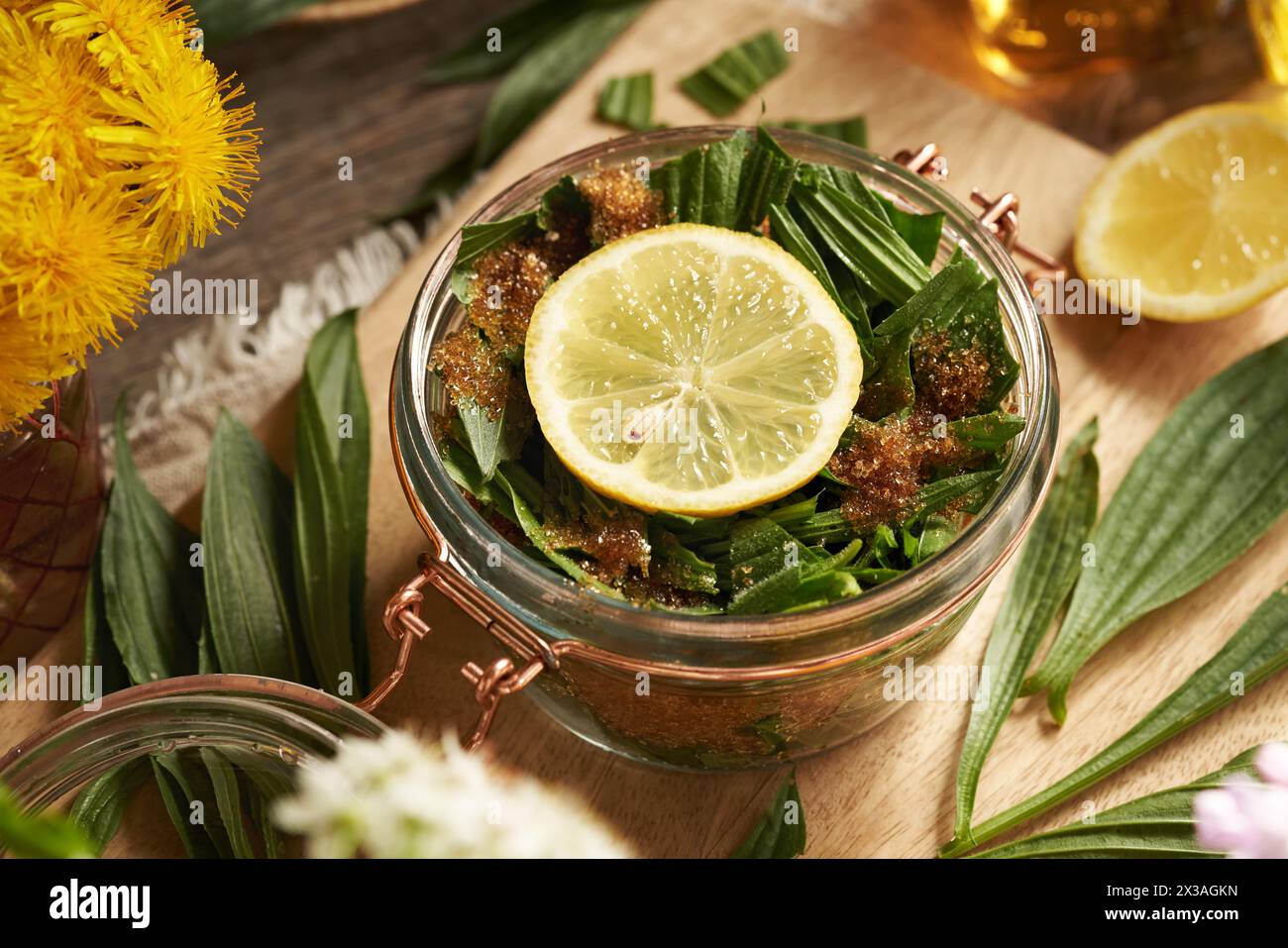 Making ribwort plantain syrup for cough from fresh Plantago lanceolata