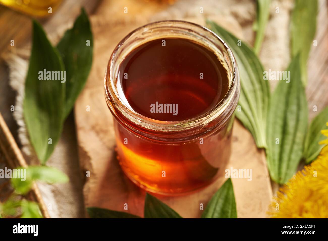 A jar of herbal syrup made of fresh ribwort plantain leaves. Homemade