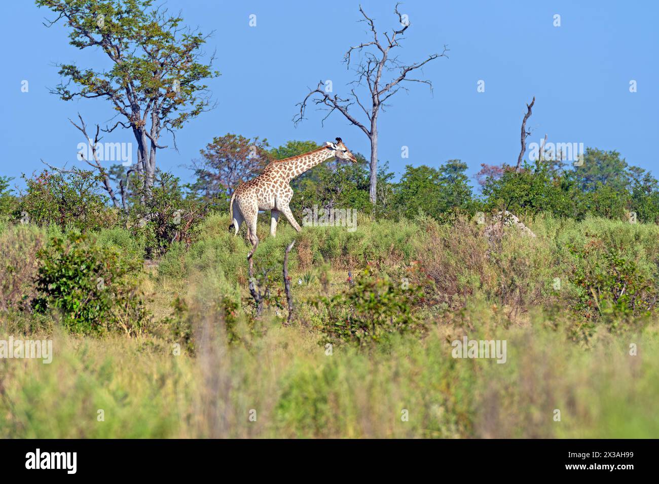 Southern Giraffe  Wandering Through the Okavango Delta in Botswana Stock Photo
