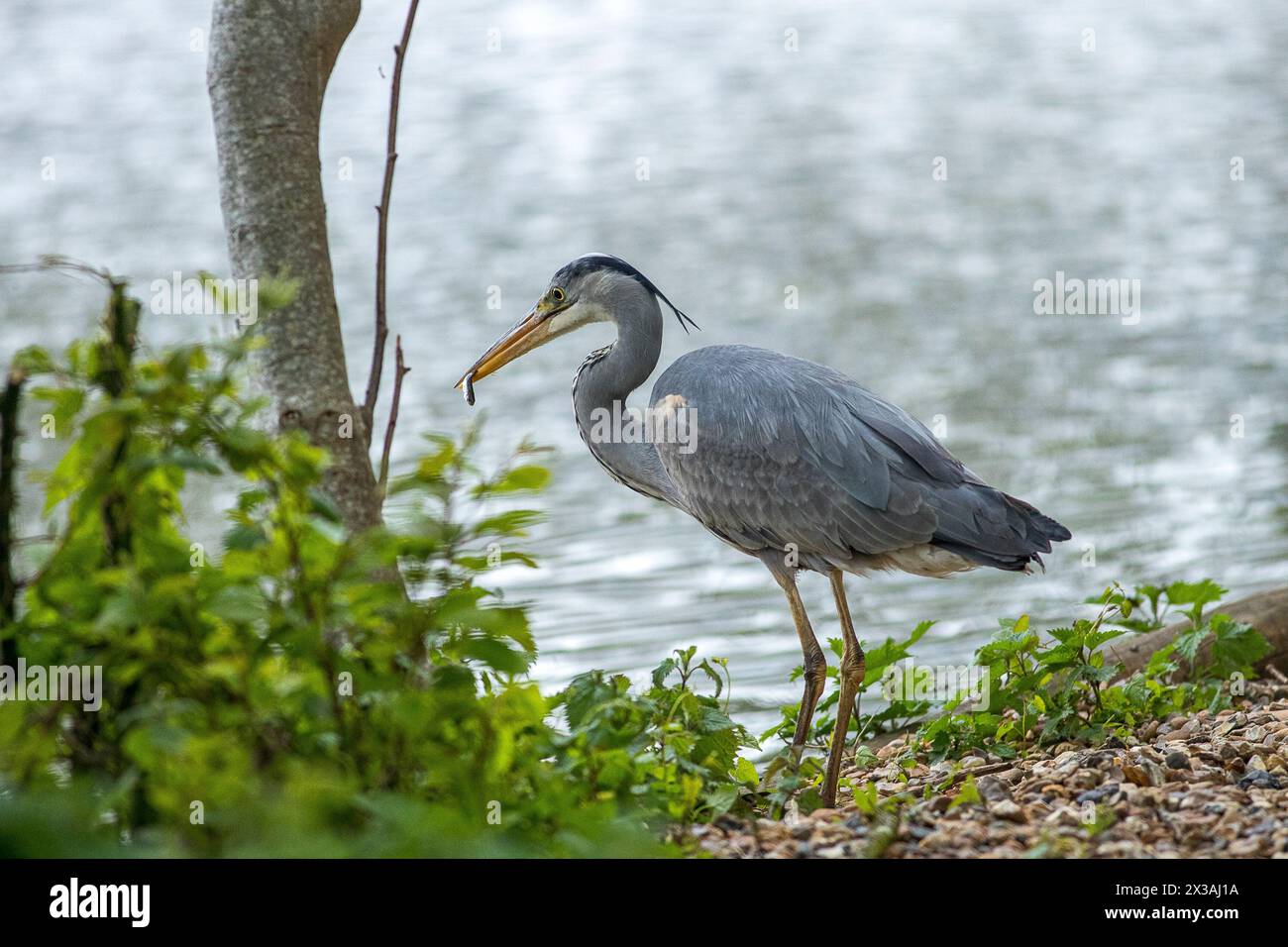 Guildford, UK. 25th Apr, 2024. Brittens Pond, Worplesdon. 25th April 2024. Cloudy weather across the Home Counties this afternoon. A grey heron (ardea cinerea) at Brittens Pond in Worpleson, near Guildford, in Surrey. Credit: james jagger/Alamy Live News Stock Photo