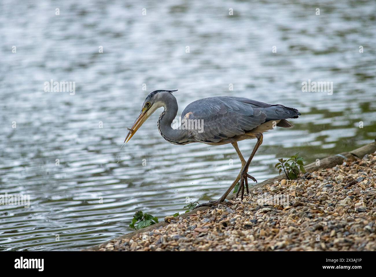Guildford, UK. 25th Apr, 2024. Brittens Pond, Worplesdon. 25th April 2024. Cloudy weather across the Home Counties this afternoon. A grey heron (ardea cinerea) at Brittens Pond in Worpleson, near Guildford, in Surrey. Credit: james jagger/Alamy Live News Stock Photo