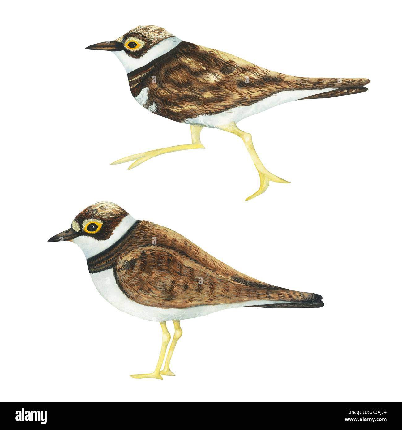 Realistic color scientific illustration of cute Little bird ringed plover (Charadrius dubius) isolated on white background. Small plover watercolor Stock Photo