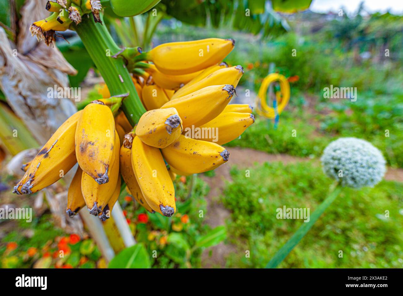 organically grown bananas in La Sabinita Ecological Farm (tenerife