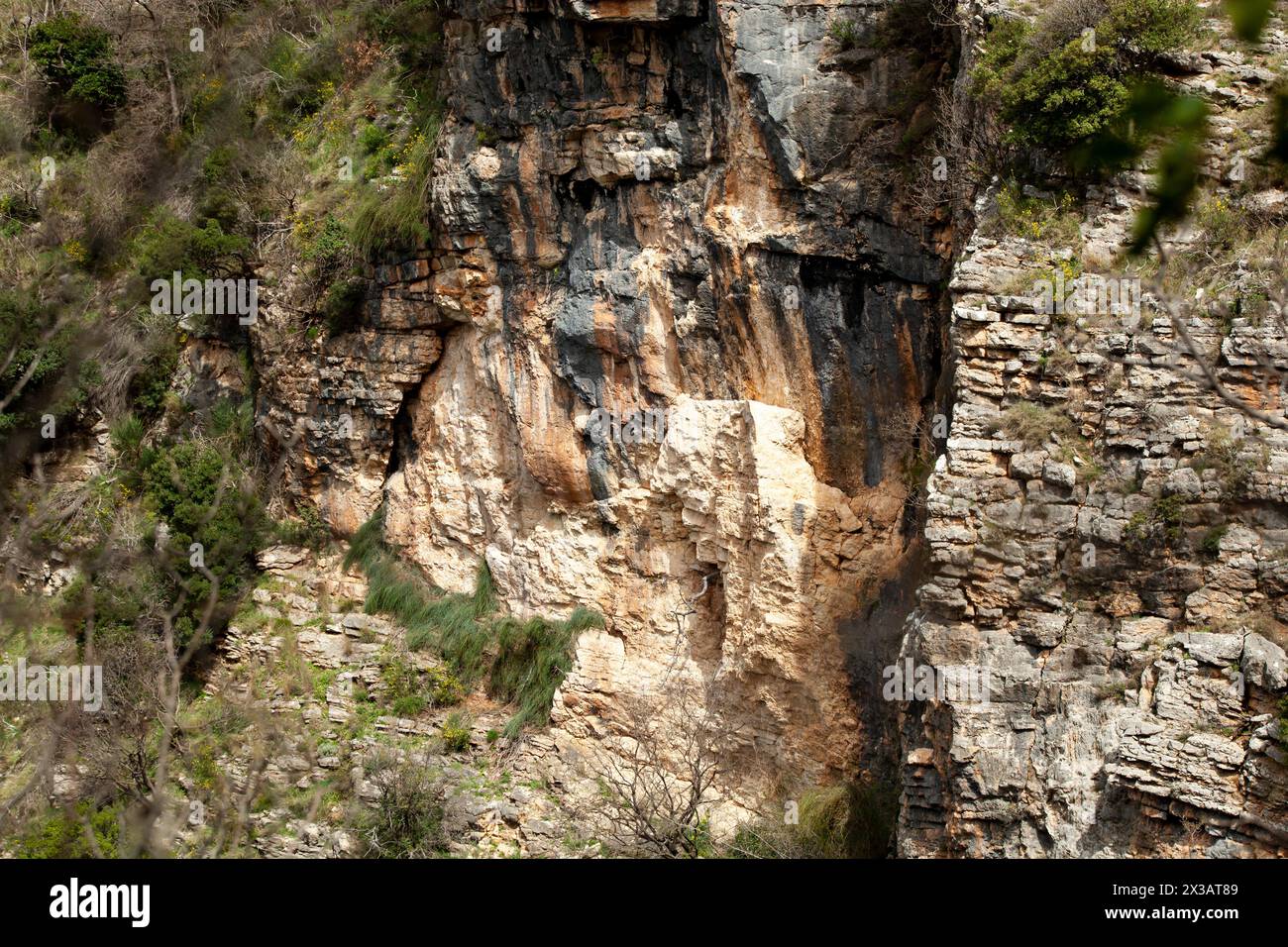 A closeup of a bedrock formation with brown wood trunks and terrestrial plants growing as groundcover, creating a pattern of grass on the rock. Stock Photo