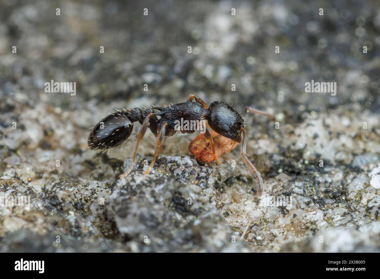 Acorn Ant (Temnothorax longispinosus) Stock Photo