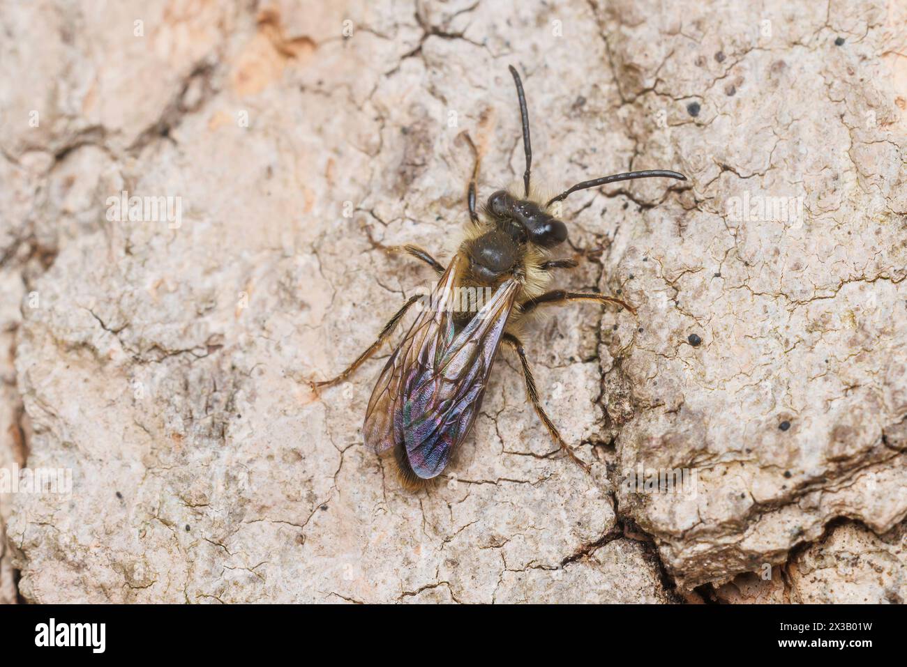 Mining Bee (Andrena sp.) Stock Photo