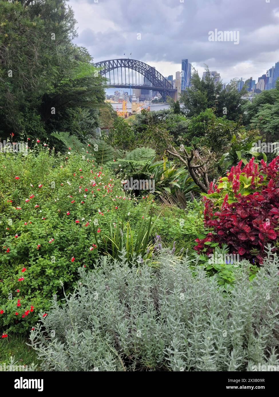 Sydney harbour bridge in the background of a native plant garden on a cloudy overcast day. Stock Photo