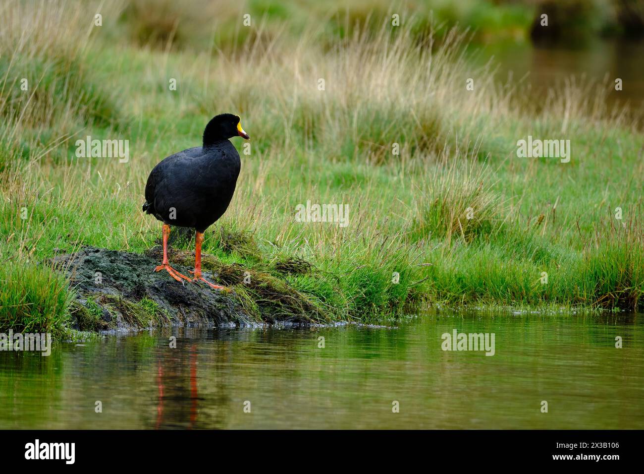Giant Coot (Fulica gigantea), pair of coots preening on the shores of Japurin lagoon. Peru. Stock Photo