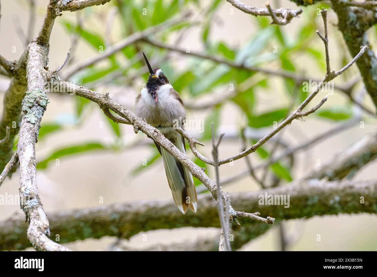 Bearded Mountaineer (Oreonympha nobilis albolimpata), beautiful specimen of this species of hummingbird perched on a branch, this species is endemic t Stock Photo