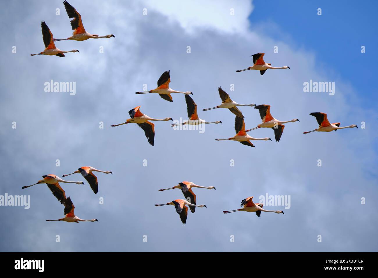 Chilean Flamingo (Phoenicopterus chilensis), beautiful group of flamingos flying over an Andean lake with an impressive Andean landscape in the backgr Stock Photo
