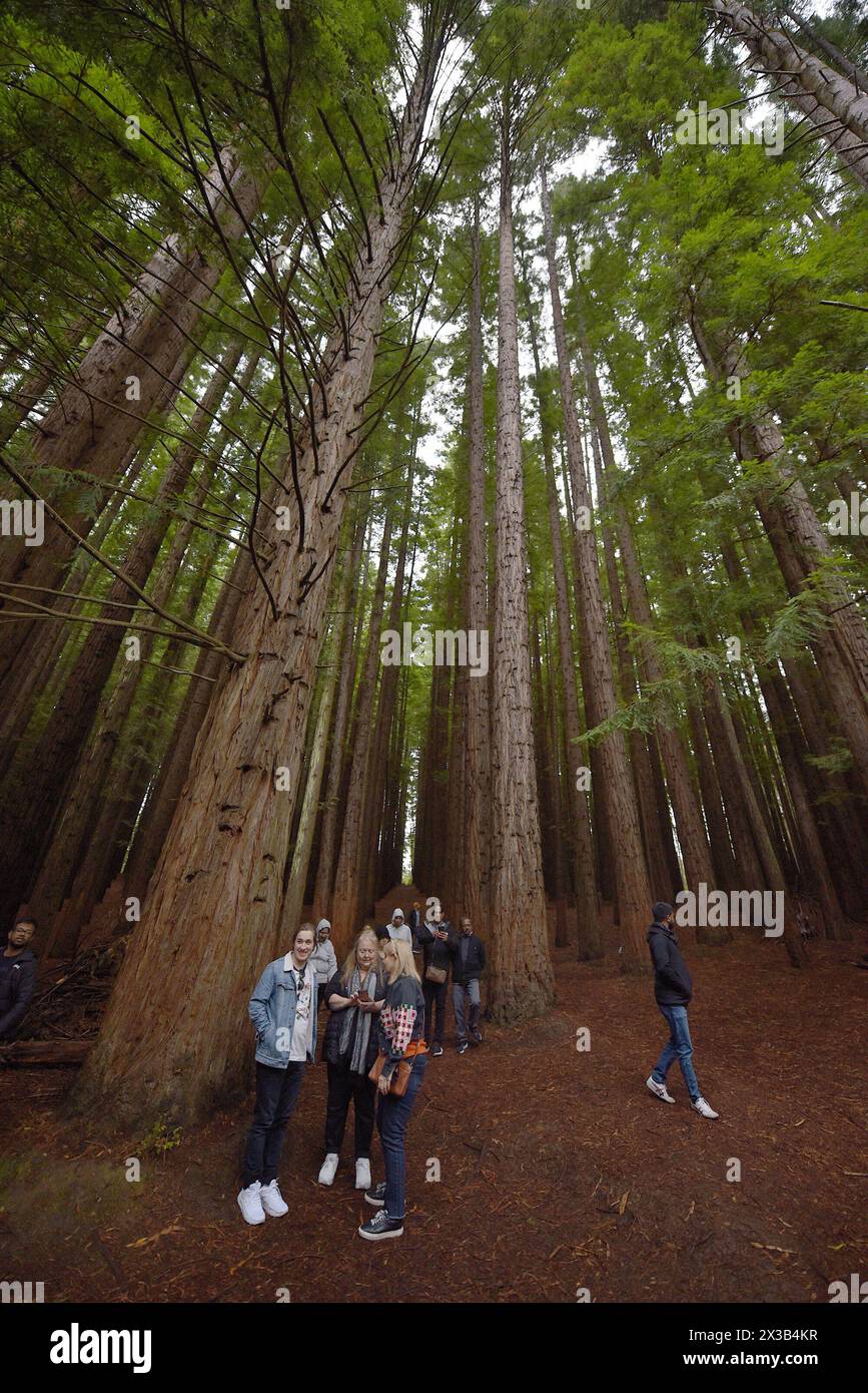 Melnourne, Victoria, Australia. 25th Apr, 2024. People visiting at Cement Creek Redwood Forest Yarra Ranges National Park in Melbourne. The Cement Creek Redwood Forest, fondly known to many as ''˜the Warburton Redwoods', is an enchanting forest in the Yarra Ranges National Park, on Wurundjeri Country. Its towering Coast Redwood (Sequoia sempervirens) trees, standing at up to 55 meters tall and planted closely together in uniform, make it a unique and popular place among locals, day trippers and international visitors alike. Visitors can wander beneath the canopy of these giants and find a mo Stock Photo