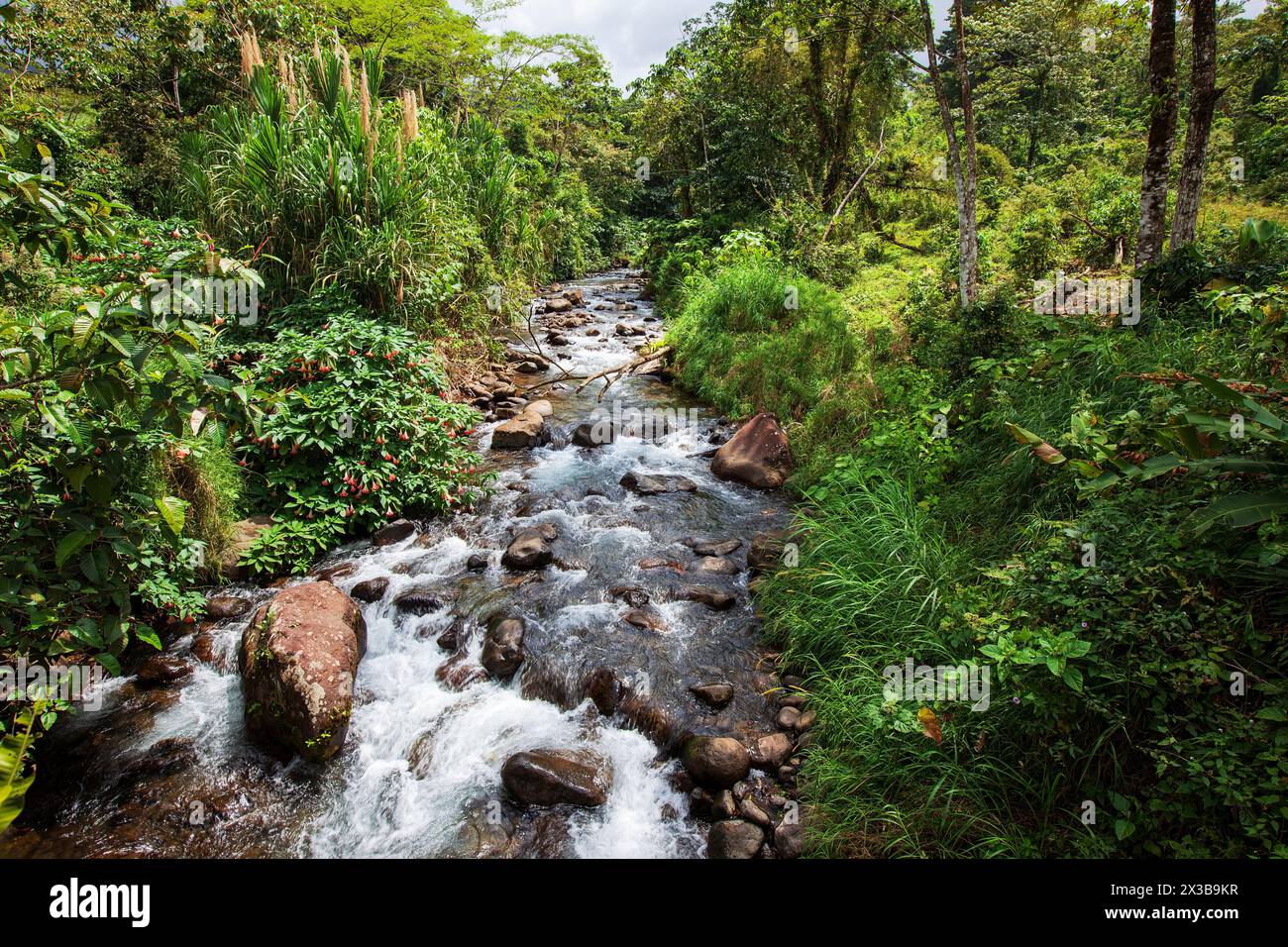 A scenic stream cuts through the tropical landscape in the  Alajuela Province, near Arenal, Costa Rica Stock Photo