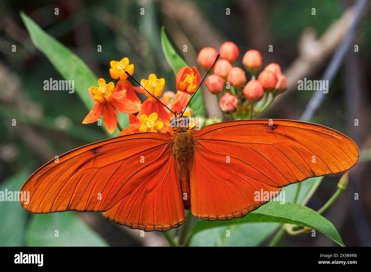 Julia butterfly (Dryas iulia), aka: Julia heliconian, the flame, or flambeau, Costa Rica Stock Photo