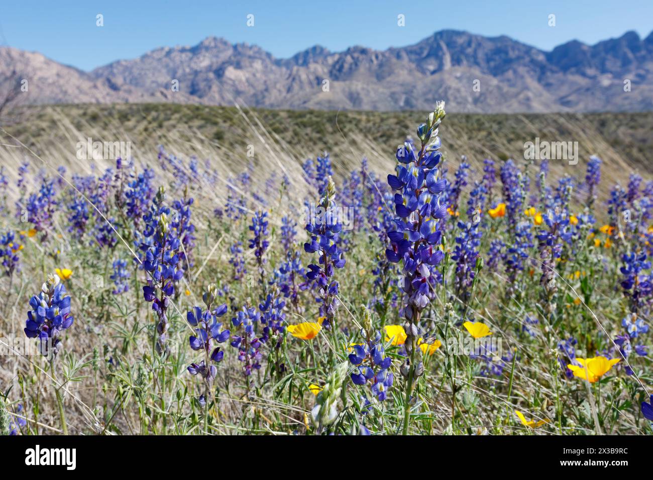 Coulter's Lupine (Lupinus sparsiflorus) in bloom at the base of the Santa Catalina Mountains in Catalina State Park, Tucson, Arizona Stock Photo