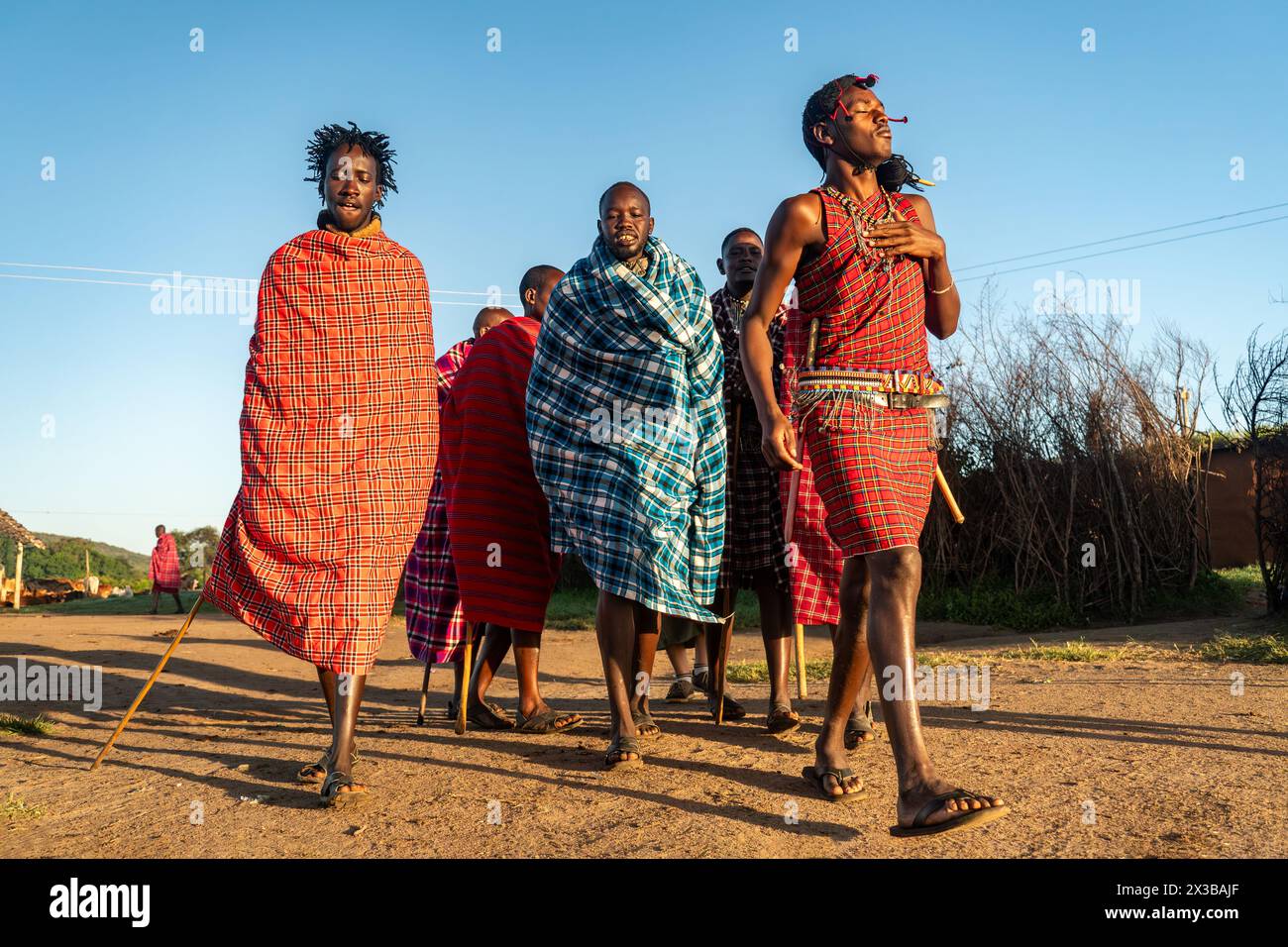 February 4, 2024. Masai Mara National Park. Kenya.: Group of unidentified African men from Masai tribe show a traditional Jump dance in a local villag Stock Photo