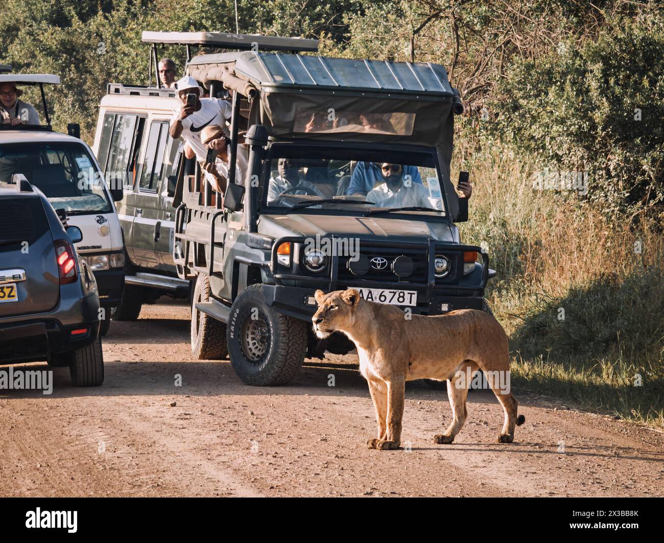 A lioness stands in front of cars on the road. Safari vehicle passengers taking photos of animals. Naturally animals habitation in Africa. Nairobi Nat Stock Photo