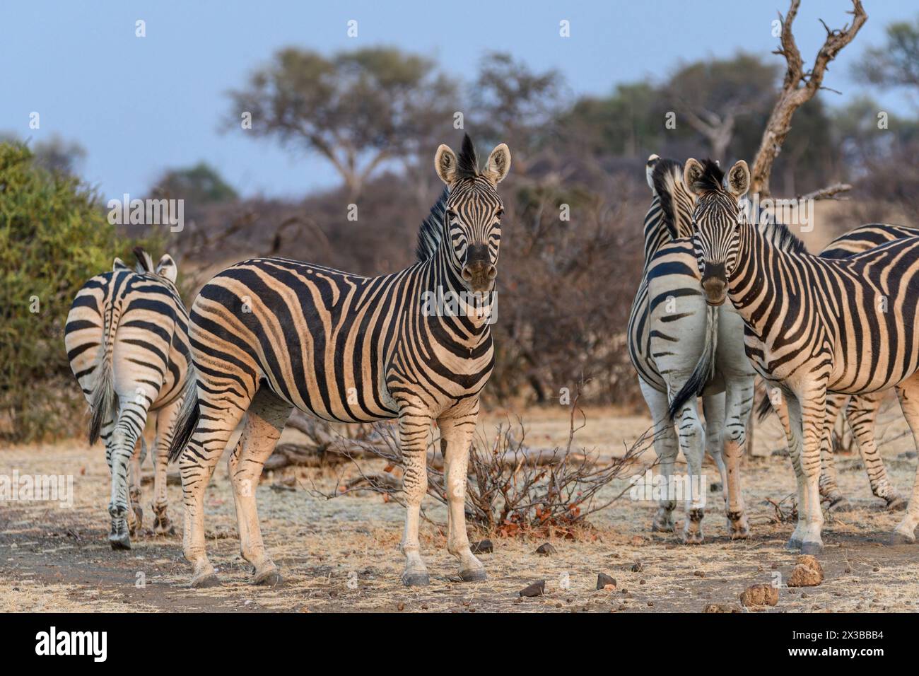 Burchell's zebra, Equus quagga burchellii, Mashatu Game Reserve, Botswana Stock Photo