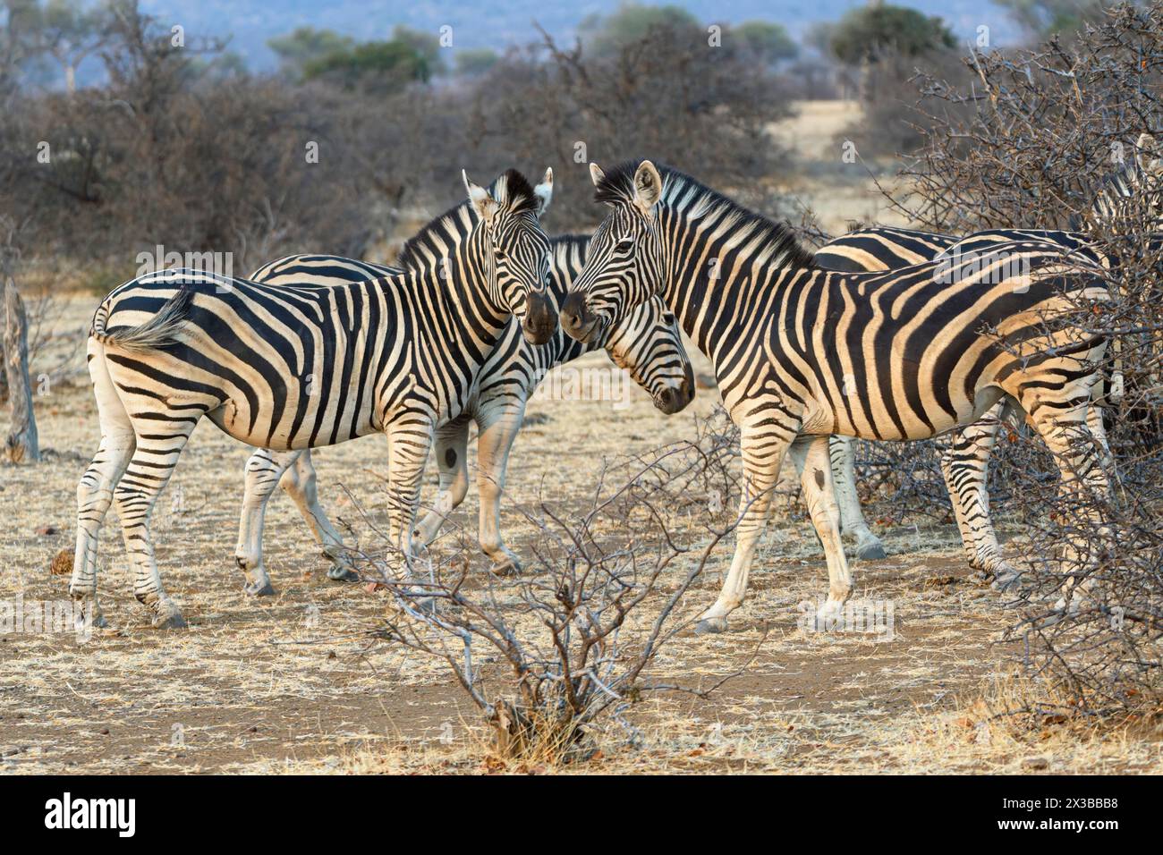 Burchell's zebra, Equus quagga burchellii, Mashatu Game Reserve, Botswana Stock Photo