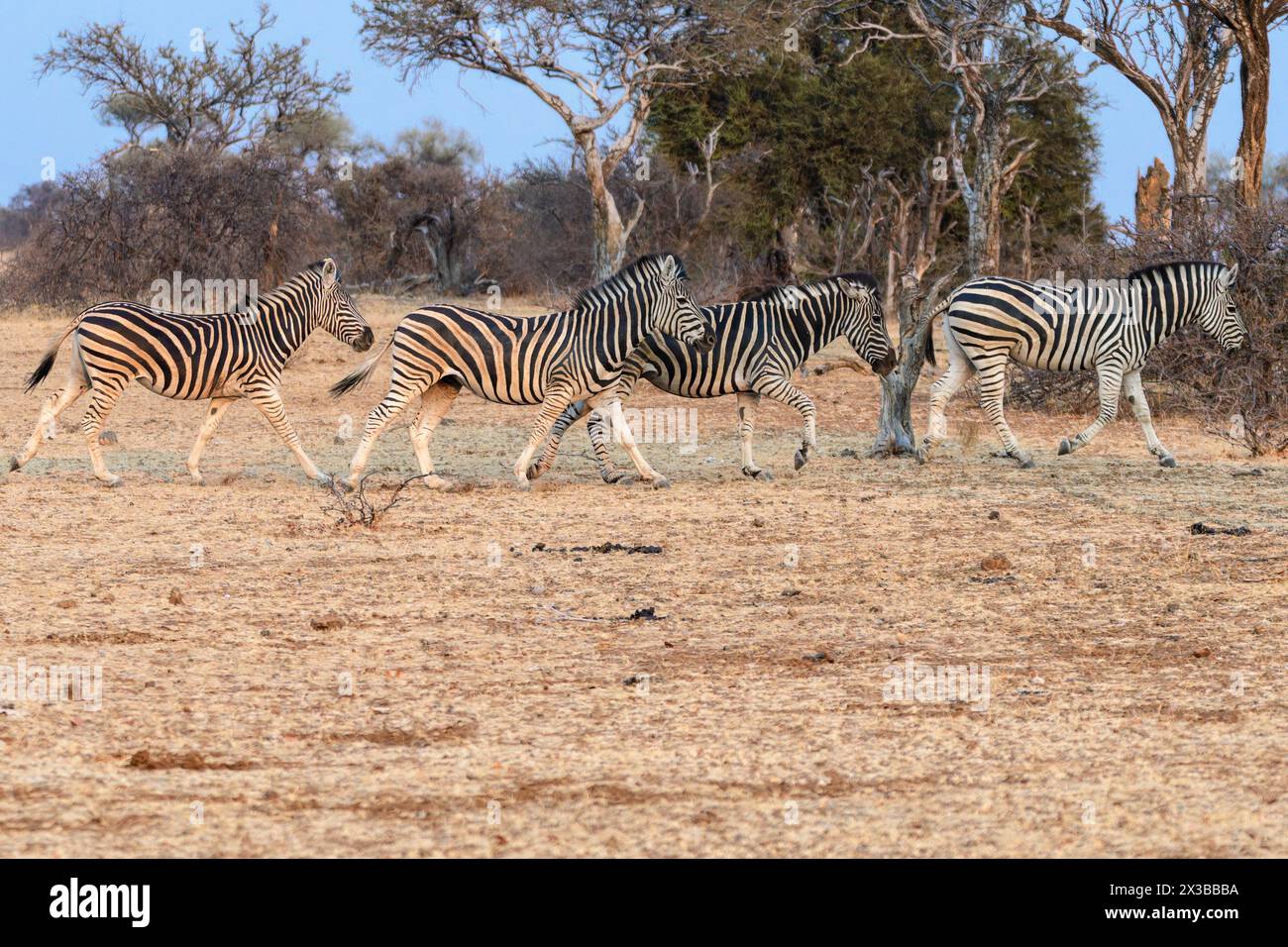 Burchell's zebra, Equus quagga burchellii, Mashatu Game Reserve, Botswana Stock Photo