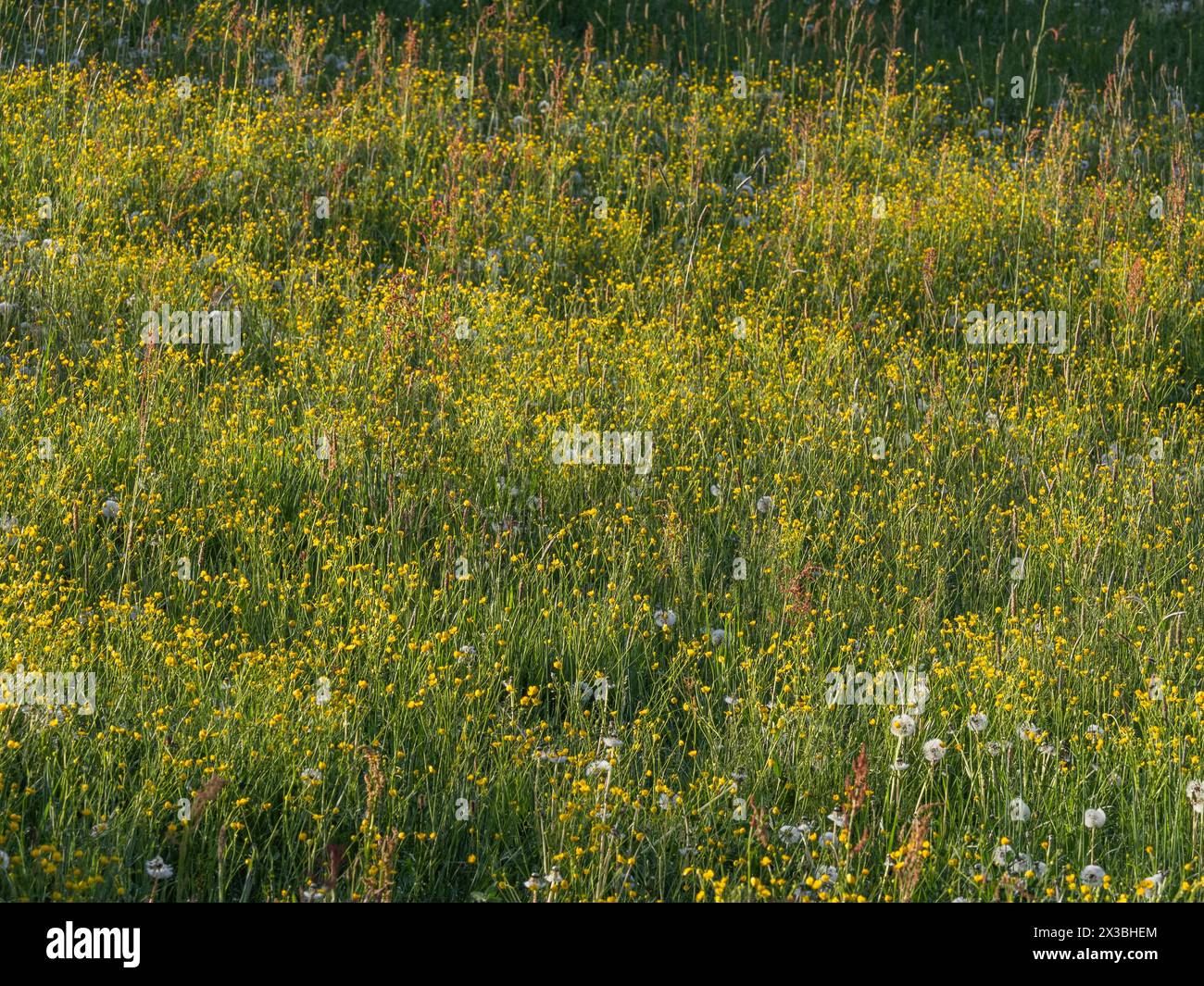 Meadow with yellow tall buttercups (Ranunculus acris), buttercup, common buttercup, Riegersburg, Styria, Austria Stock Photo