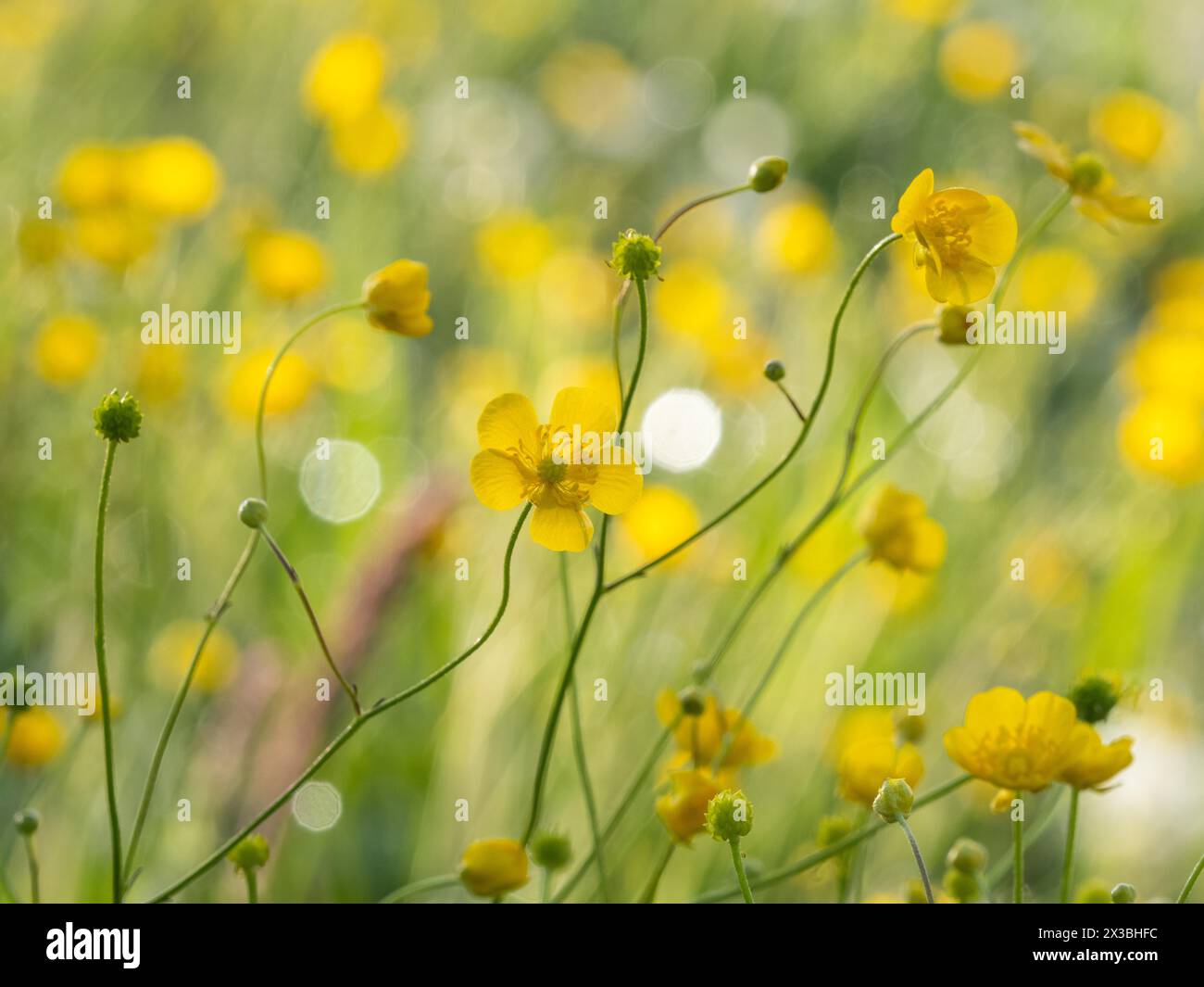 Tall buttercup (Ranunculus acris), buttercup, common buttercup, Riegersburg, Styria, Austria, Europe Stock Photo