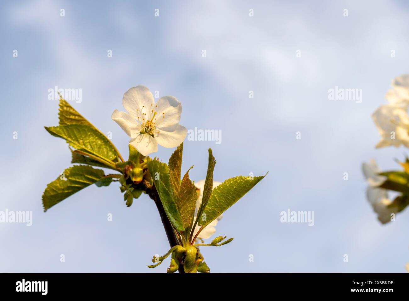 Blossom, Red Lauber variety (prunus avium) Pro Specie Rara, old varieties rediscovered, cherry tree blossom, Wisen, Solothurn, Switzerland Stock Photo