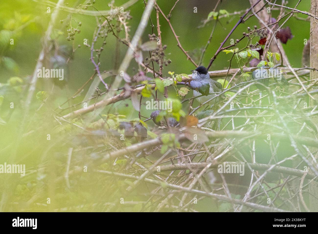Guildford, UK. 25th Apr, 2024. Brittens Pond, Worplesdon. 25th April 2024. Cloudy weather across the Home Counties this afternoon. A male Eurasian blackcap (sylvia atricapilla) at Brittens Pond in Worpleson, near Guildford, in Surrey. Credit: james jagger/Alamy Live News Stock Photo