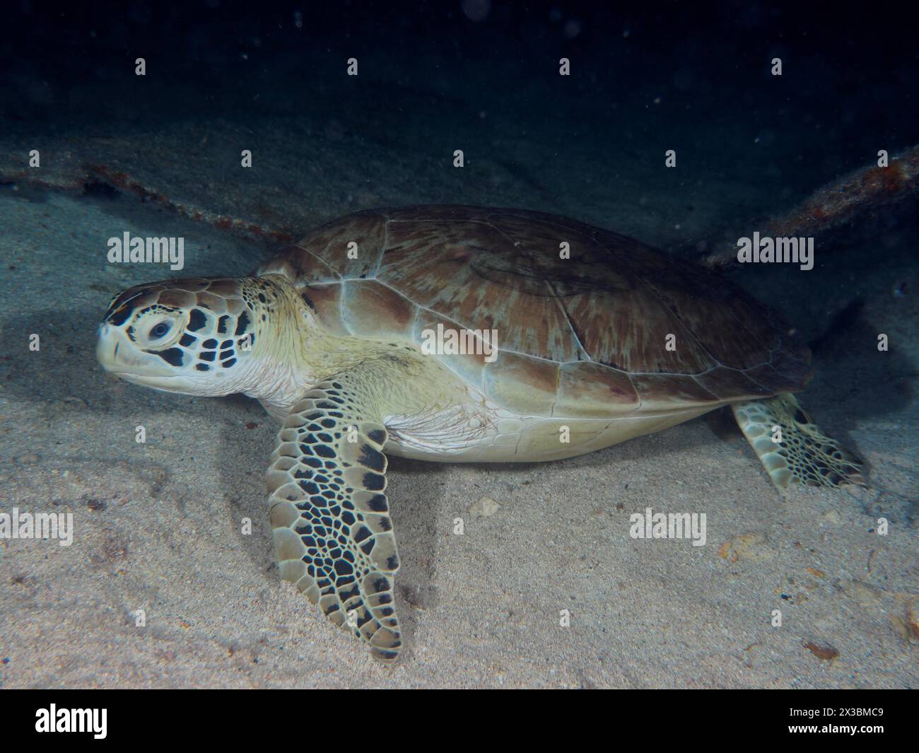 Sea turtle, hawksbill turtle (Eretmochelys imbricata imbricata ...
