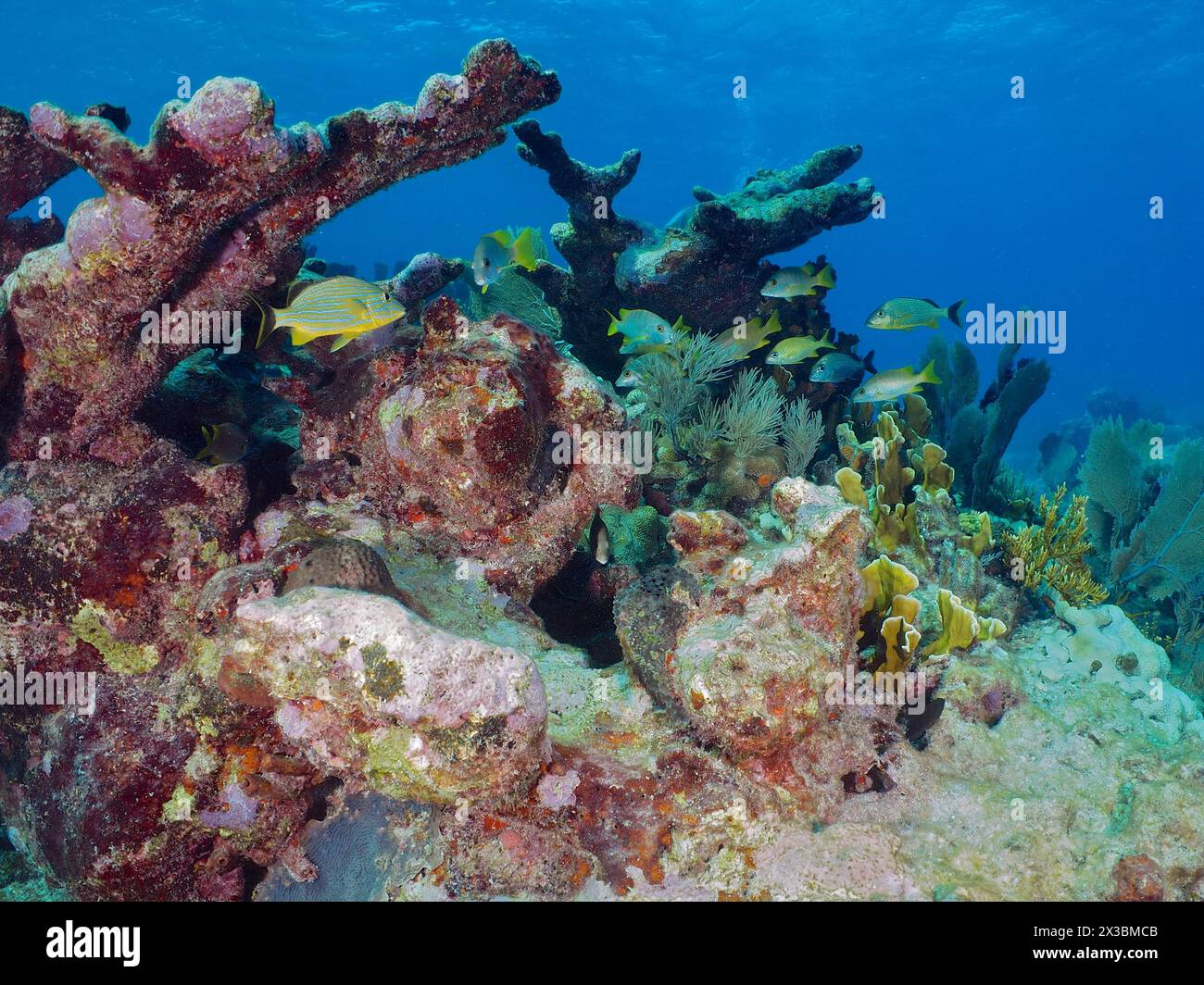 Dead elkhorn coral (Acropora palmata), dive site John Pennekamp Coral Reef State Park, Key Largo, Florida Keys, Florida, USA Stock Photo