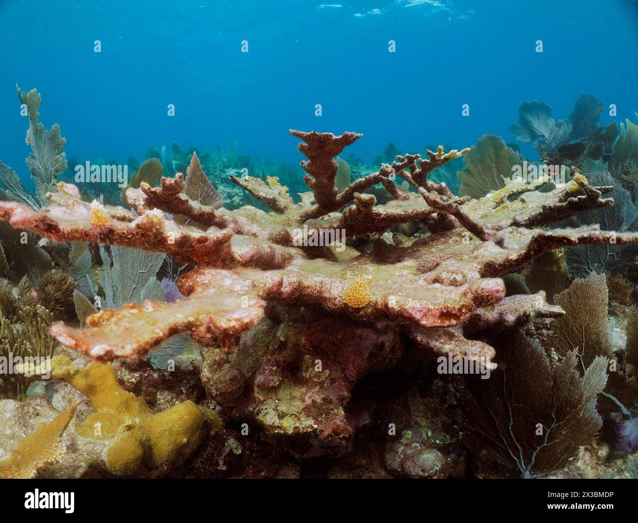 Dead elkhorn coral (Acropora palmata), dive site John Pennekamp Coral Reef State Park, Key Largo, Florida Keys, Florida, USA Stock Photo