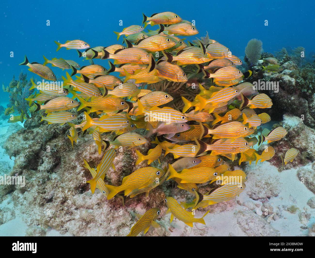 A dense school of yellow fish, French grunt (Haemulon flavolineatum) and yellow stripe grunt (Haemulon chrysargyreum), near a tropical coral reef Stock Photo