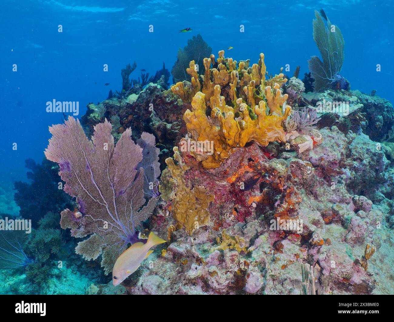 Colourful coral reef with fire coral (Millepora complanata), common sea fan (Gorgonia ventalina) and tropical fish in their natural habitat. Dive Stock Photo