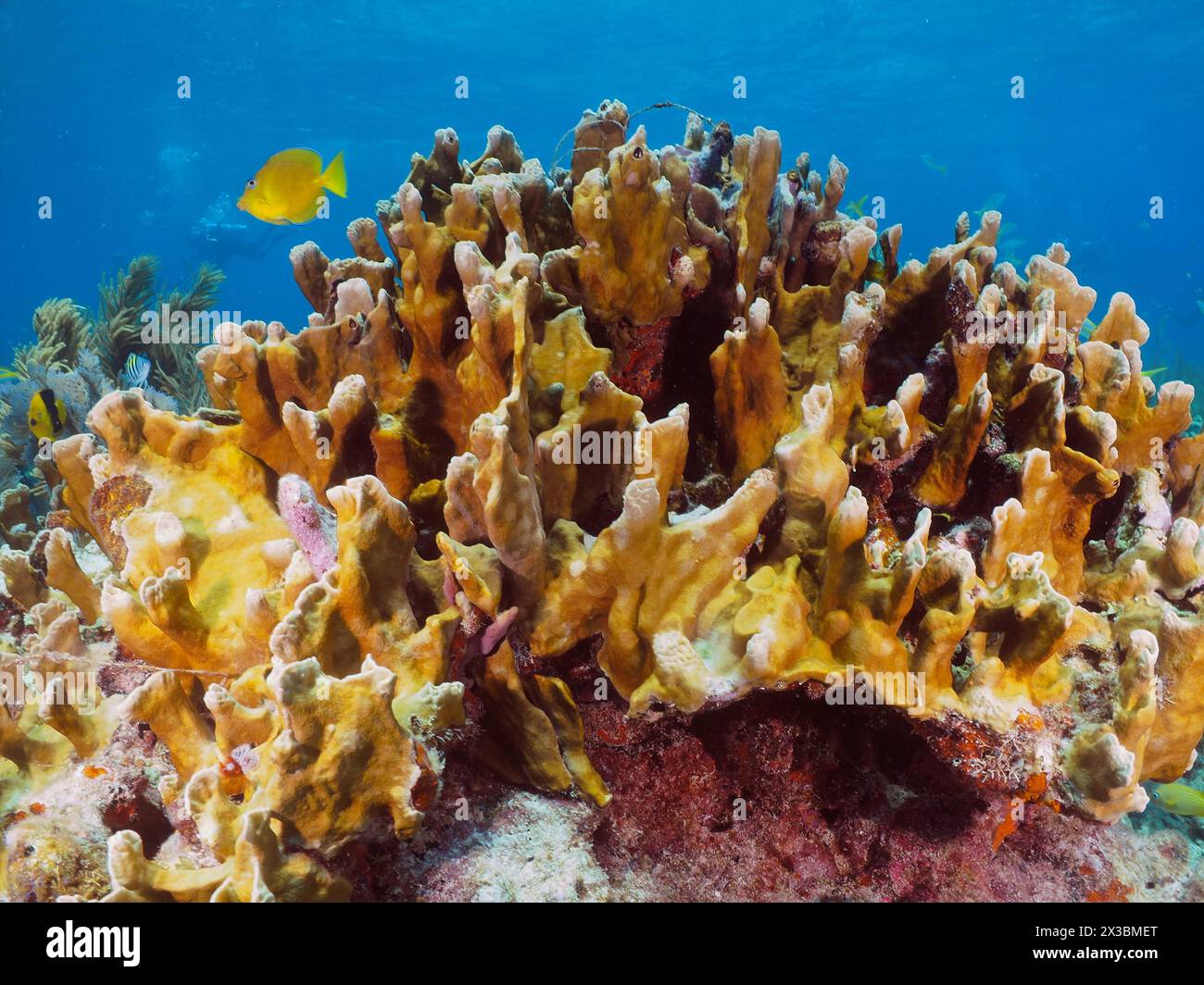 Fire coral (Millepora complanata), dive site John Pennekamp Coral Reef State Park, Key Largo, Florida Keys, Florida, USA Stock Photo