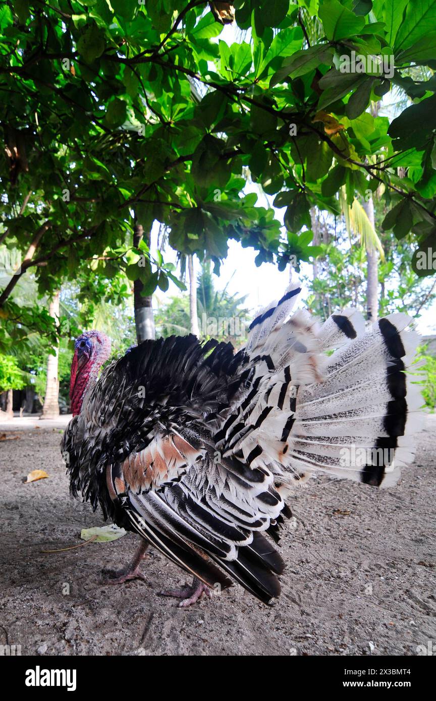 A wild turkey roaming around in a small village in Malapascua, Central ...