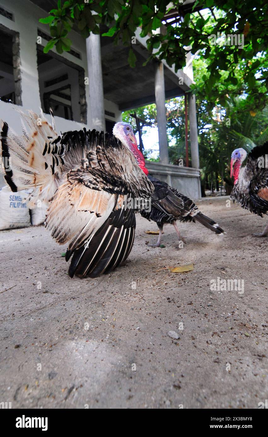 A wild turkey roaming around in a small village in Malapascua, Central ...