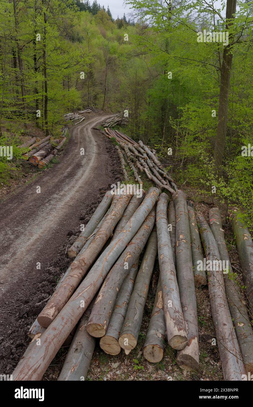 Felled beech wood, beech, forestry work, forest work, lumberjack, Lembergwald, logging, logging, tree, trees, forest, forest path, spring, April, Schw Stock Photo