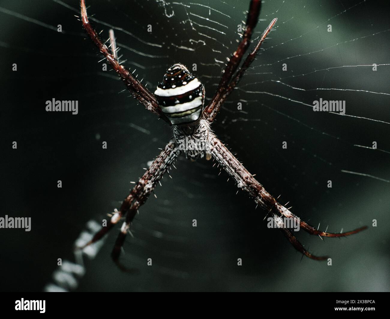 Argiope ansuja spider resting on its web Stock Photo