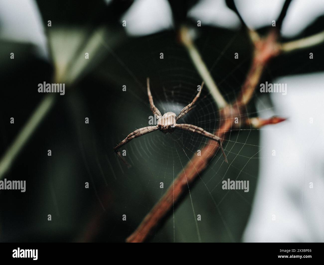 Argiope ansuja spider resting on its web Stock Photo
