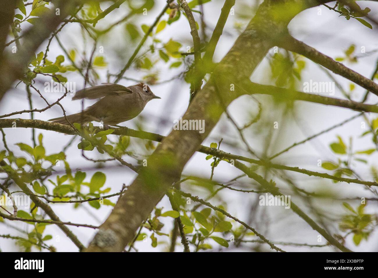 Guildford, UK. 25th Apr, 2024. Brittens Pond, Worplesdon. 25th April 2024. Cloudy weather across the Home Counties this afternoon. A female Eurasian blackcap (sylvia atricapilla) at Brittens Pond in Worpleson, near Guildford, in Surrey. Credit: james jagger/Alamy Live News Stock Photo