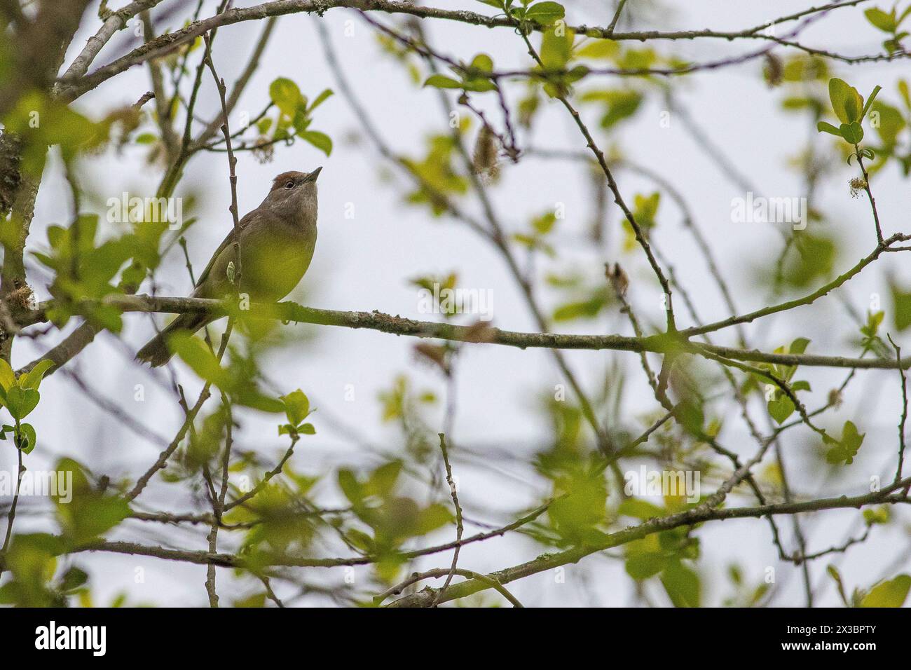 Guildford, UK. 25th Apr, 2024. Brittens Pond, Worplesdon. 25th April 2024. Cloudy weather across the Home Counties this afternoon. A female Eurasian blackcap (sylvia atricapilla) at Brittens Pond in Worpleson, near Guildford, in Surrey. Credit: james jagger/Alamy Live News Stock Photo