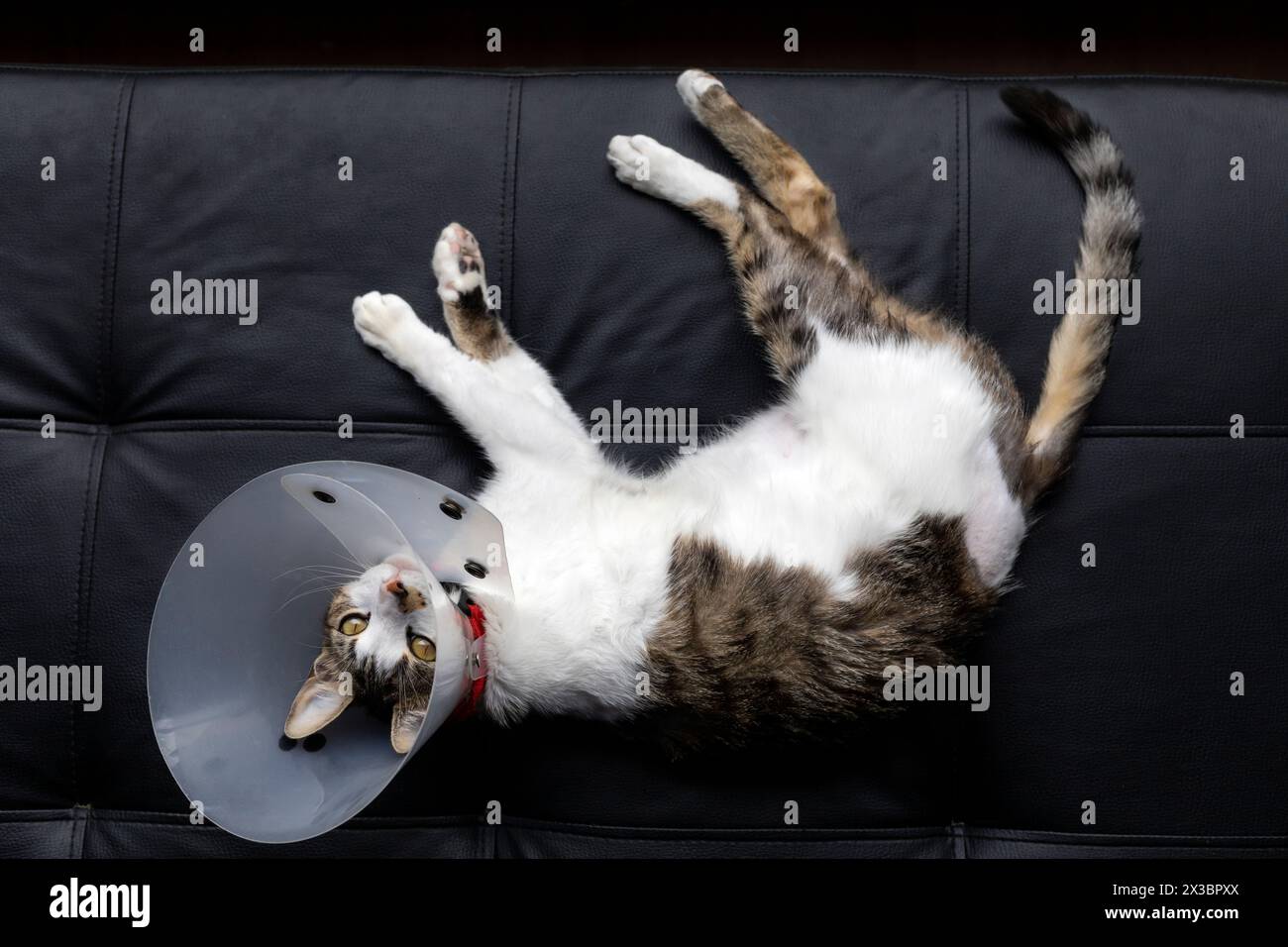 Sick cat lying down looking at camera with plastic collar on head Stock Photo