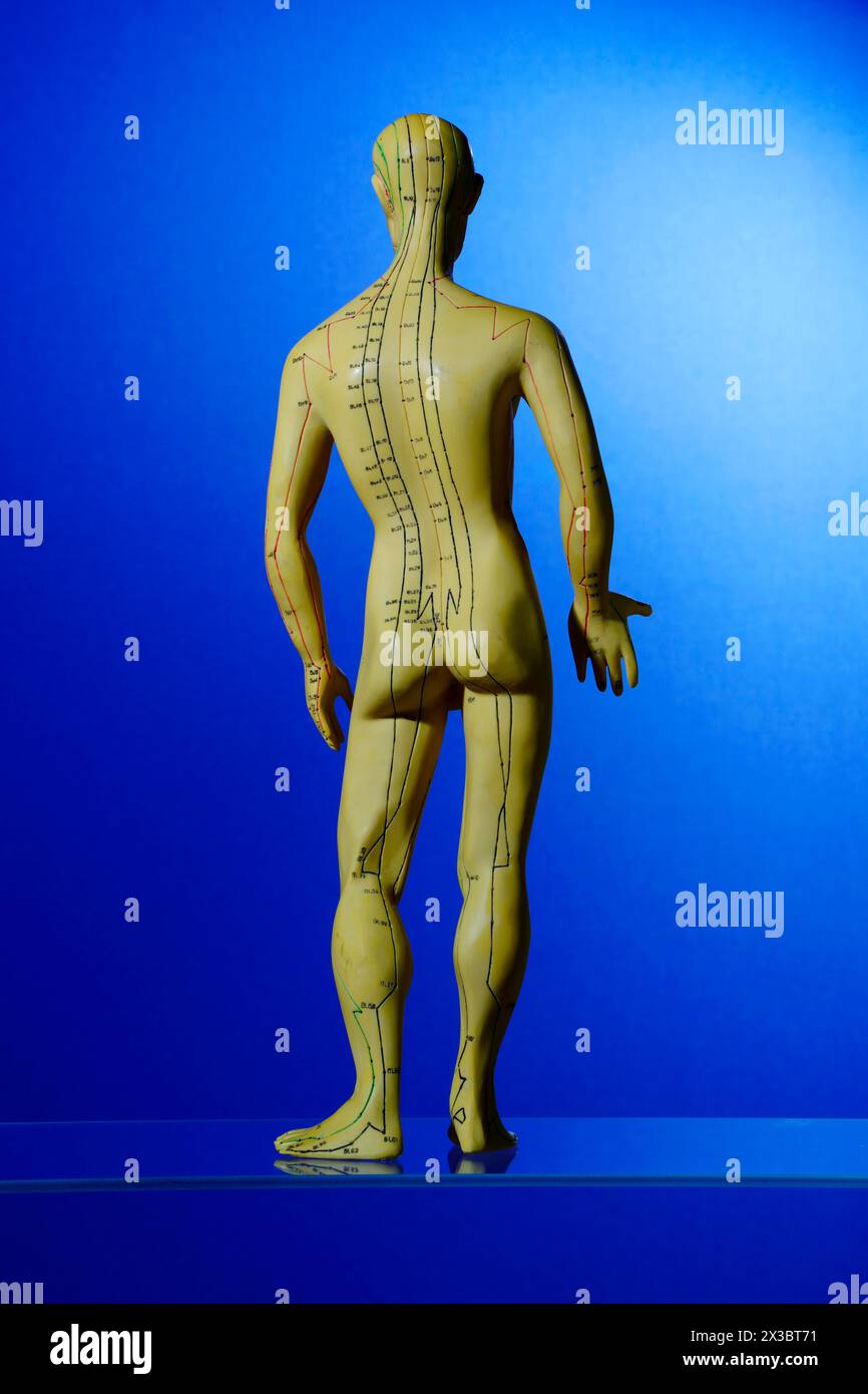 Medical torso male doll, acupuncture, Karlovy Vary, Czech Republic, Europe Stock Photo