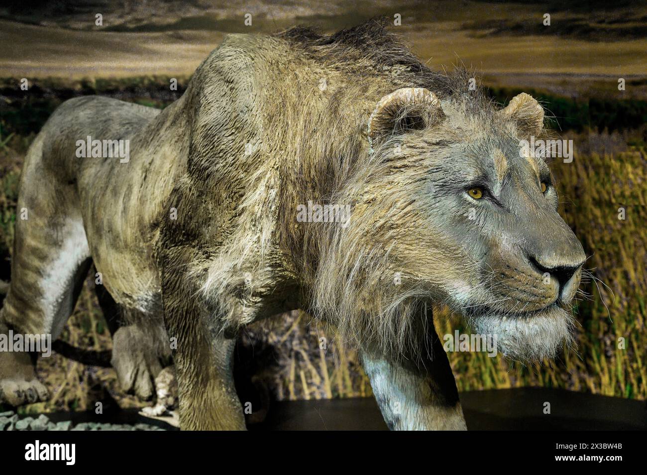 Cave Lion Extinct