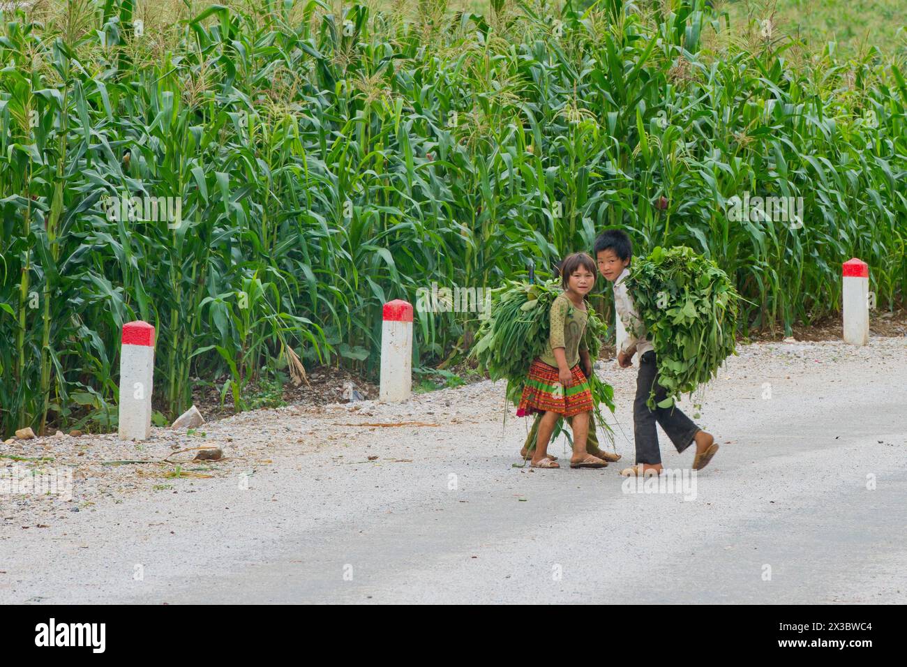 Children after working in the fields, carrying plants on their backs on a mountain road in Cao Báº±ng province, Ban Cioc, North Vietnam, Vietnam Stock Photo