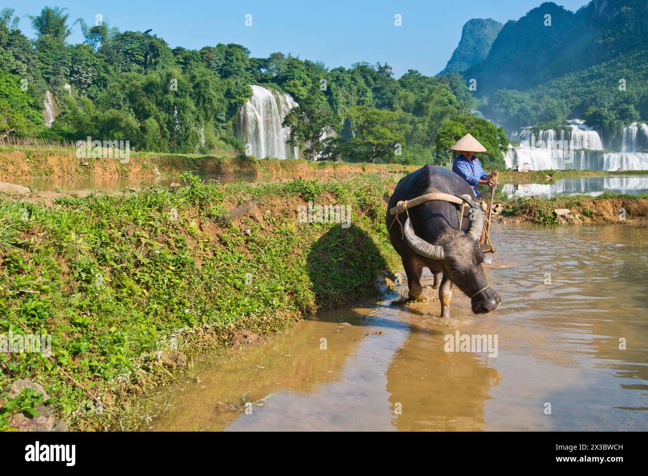 Vietnamese farmer with rice hat tilling a wet rice field with water buffalo (bubalus), Báº£n Giá»‘c Detian waterfalls directly on the border line Stock Photo
