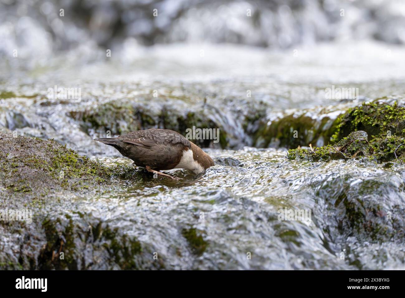 White-throated Dipper (Cinclus cinclus), foraging in a torrent by diving underwater, Rhineland-Palatinate, Germany Stock Photo